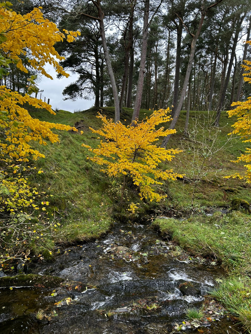 Small stream flowing through a wooded area. The stream bed is dark and rocky, with some small rapids. Lush green grass and vegetation line the banks. The most striking feature is a small tree, in vibrant yellow autumn foliage, positioned prominently near the stream. Other trees in the background are largely darker, coniferous types, creating a contrast with the bright yellow of the foreground tree.