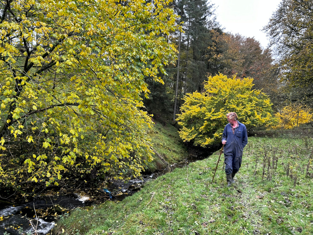 Charlie in a blue jumpsuit walking along a grassy bank beside a small stream. He is carrying a walking stick. The trees lining the stream are displaying vibrant autumn foliage of yellow and gold. The overall mood is tranquil and autumnal.