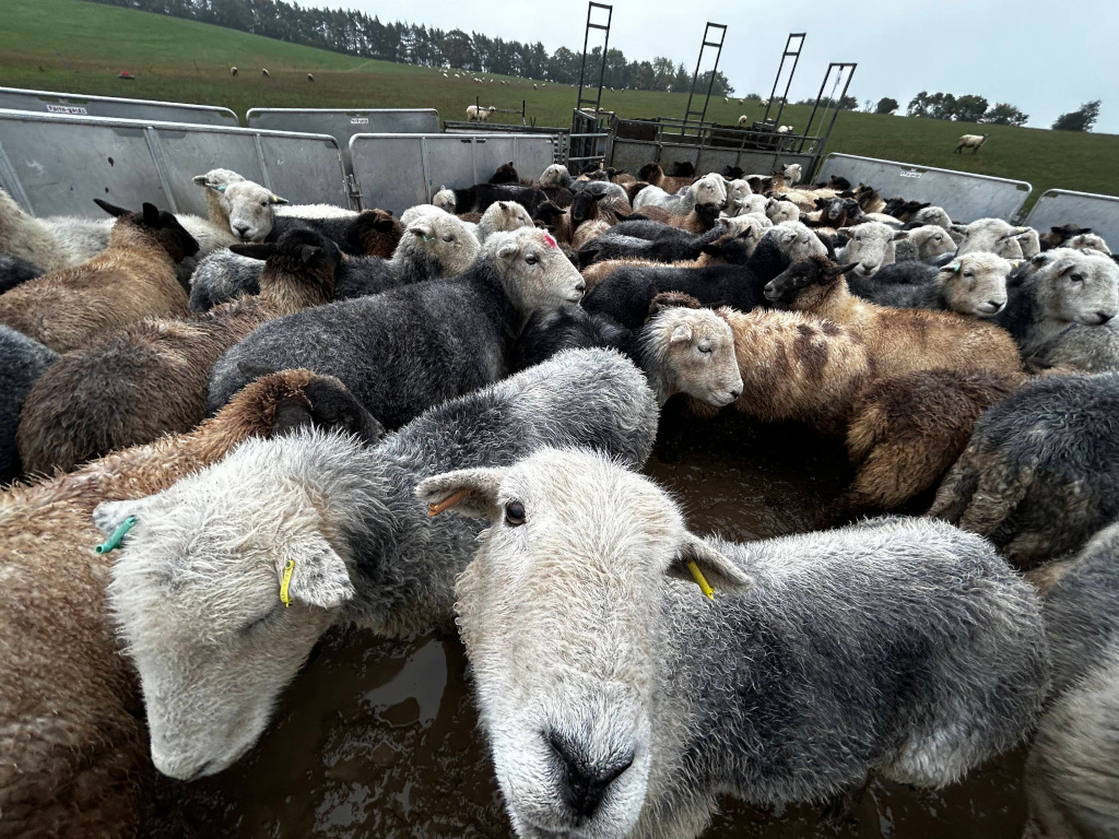 Large group of sheep together in a muddy pen, seemingly on their way to market or another location. The sheep are of various colours, some appear wet, highlighting the potential conditions of livestock transportation. The background shows a rural landscape, suggesting a farming context.