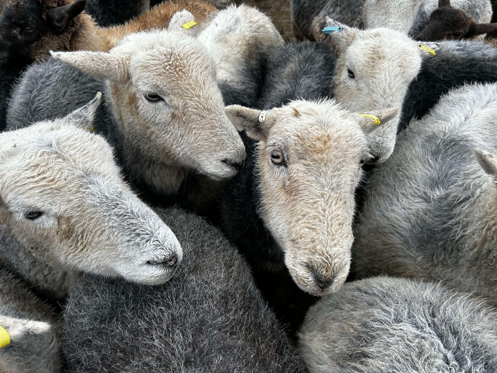 Close-up view of a tightly packed group of sheep. The sheep are various shades of grey and white, with some appearing darker than others. Their wool is thick and somewhat unkempt. Several sheep have yellow tags in their ears. The overall impression is one of density and closeness, possibly suggesting a pen or holding area.