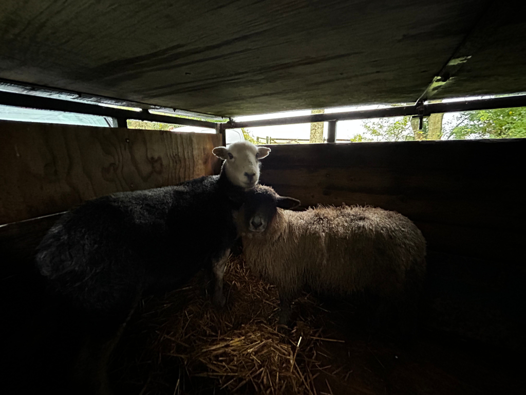Two sheep inside a dark, enclosed space that appears to be a trailer or transport vehicle. One sheep is predominantly black, while another is light tan or beige. The sheep are nestled together in straw. Light enters from a small opening at the top of the enclosure, casting shadows and highlighting the sheep's features.