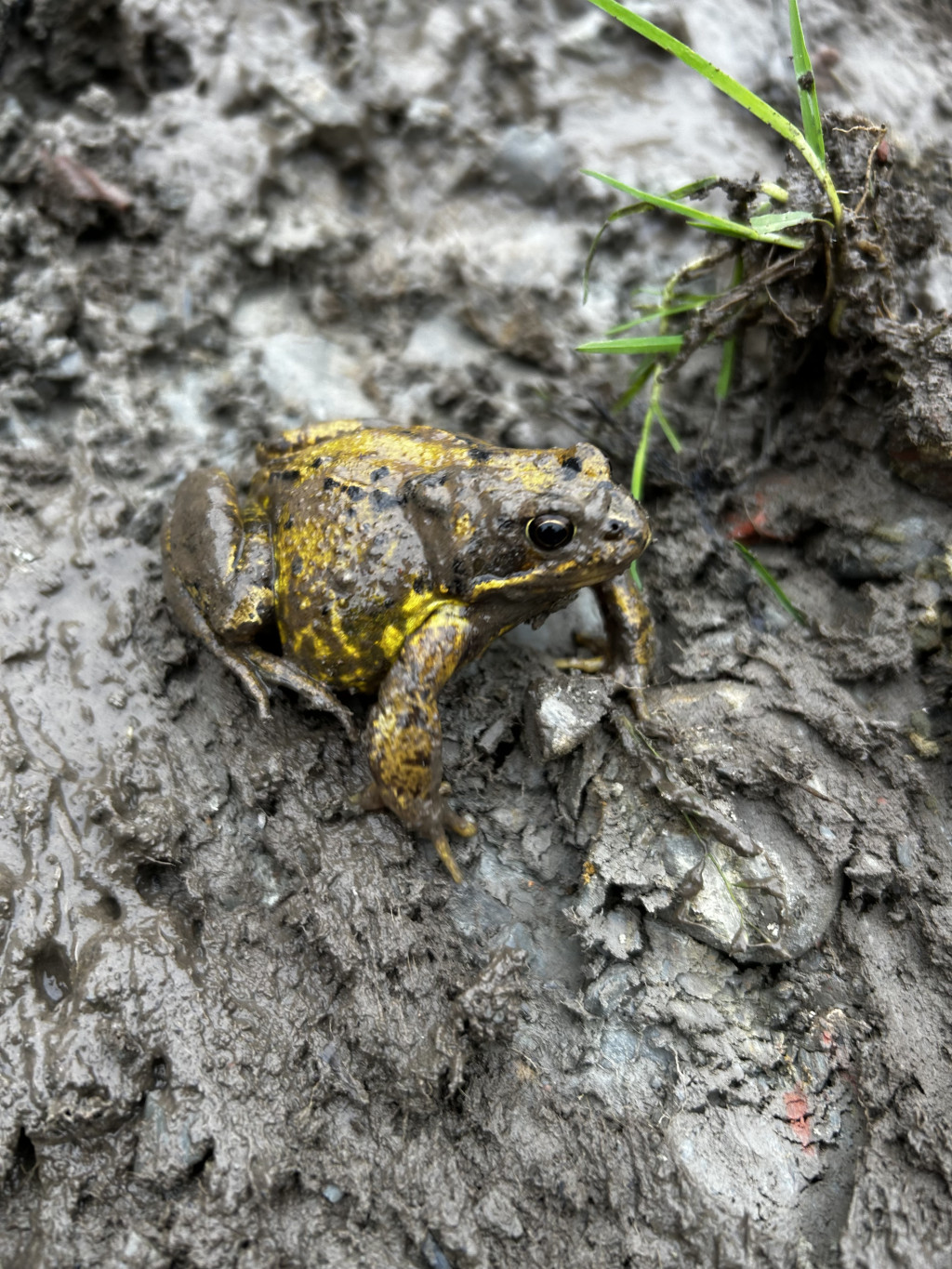 Frog, predominantly dark brown and olive green with flecks of yellow, sitting on muddy ground. A small patch of grass is visible in the upper right corner. The frog appears to be resting or moving slowly across the damp, textured earth.