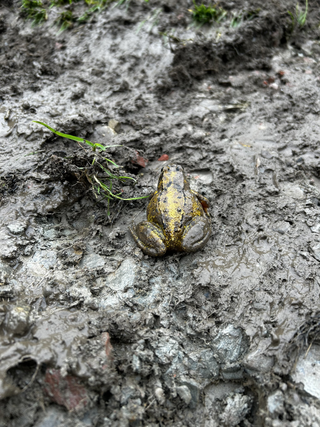 Frog, viewed from above, sitting on muddy ground. The frog is dark brown or black with yellowish-green markings. The ground is wet and appears to be a mixture of mud, dirt, and small stones. A small patch of grass is visible in the upper-left corner.