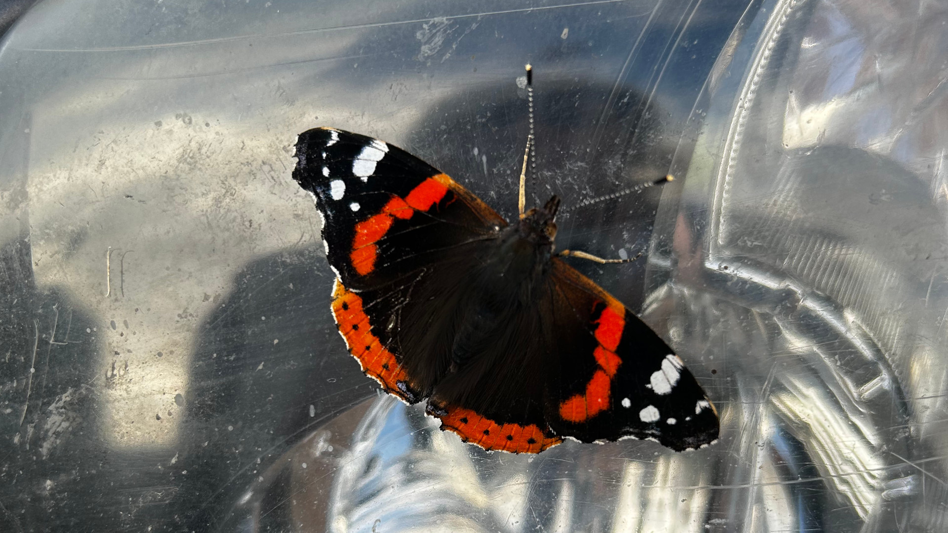 A Red Admiral butterfly (Vanessa atalanta) resting on a transparent surface, possibly a car's headlight cover. The surface is scratched and shows reflections, blurring the background. The butterfly is the clear focal point, its vibrant colours contrasting with the muted tones and textures of its background.