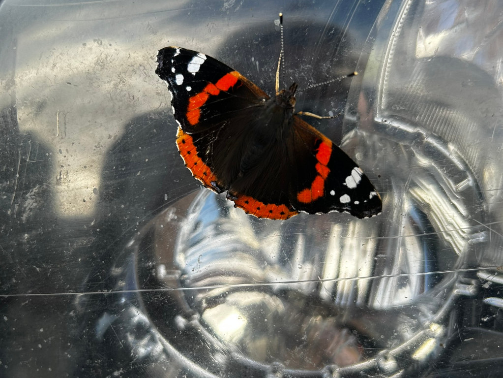 Red Admiral butterfly (Vanessa atalanta) resting on a transparent surface, possibly a car's headlight cover. The surface is scratched and shows reflections, blurring the background. The butterfly is the clear focal point, its vibrant colours contrasting with the muted tones and textures of its background.