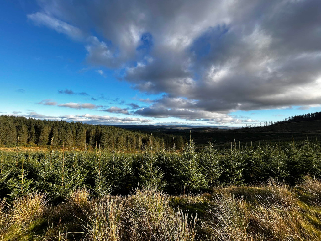 Landscape dominated by a vast expanse of coniferous trees, primarily young fir trees in a plantation. The foreground features tall grasses, while the background presents a rolling landscape with more mature forest under a dramatic sky filled with fluffy, dark clouds and patches of clear blue. The scene suggests a rural, possibly mountainous, region. The overall feeling is one of serene, natural beauty despite the somewhat brooding sky.