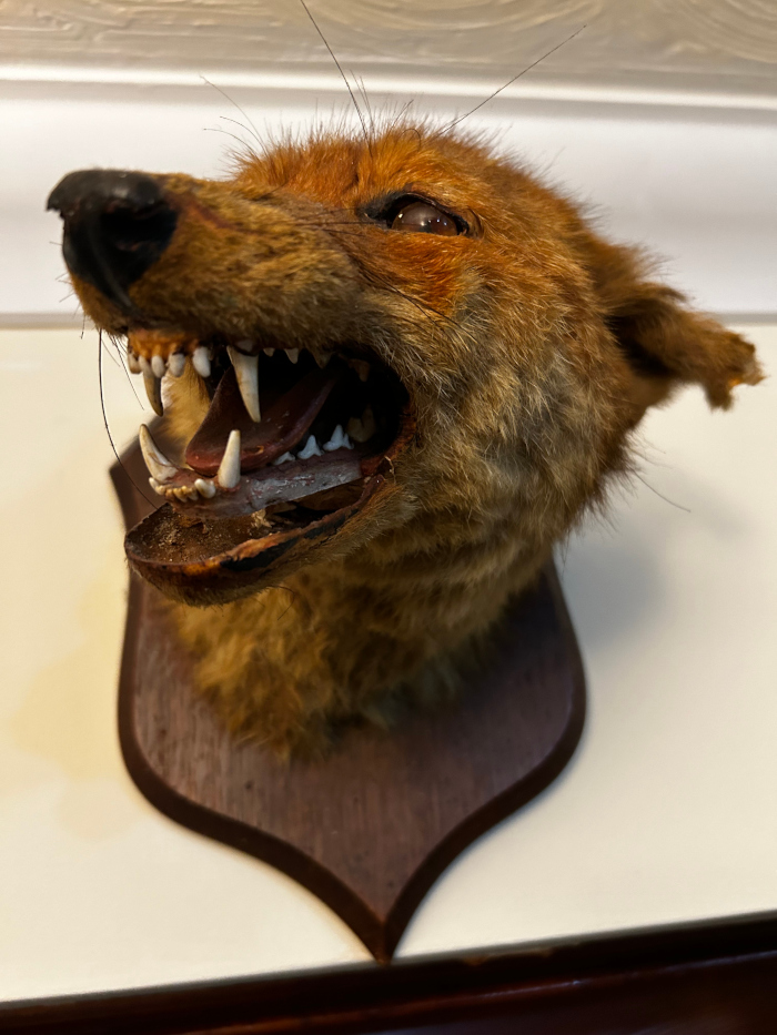 Taxidermy fox head mounted on a dark brown, shield-shaped plaque. The fox's mouth is open, revealing its teeth, and its expression appears aggressive or snarling. The fur is reddish-brown, and there is some visible wear or damage to the taxidermy, particularly around the jaw.