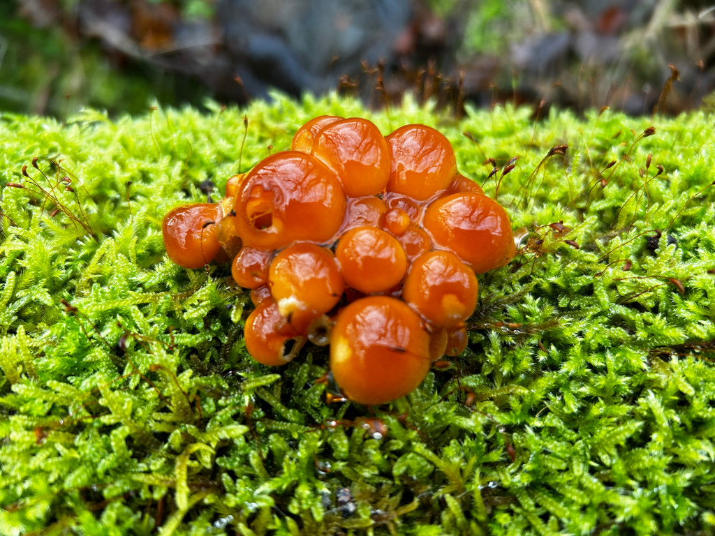 Cluster of bright orange mushrooms nestled in a bed of vibrant green moss. The mushrooms are round and appear moist, glistening slightly. The moss is dense and covers most of the frame, providing a lush, natural backdrop. The overall impression is one of vibrant life and the beauty found in small details of nature.