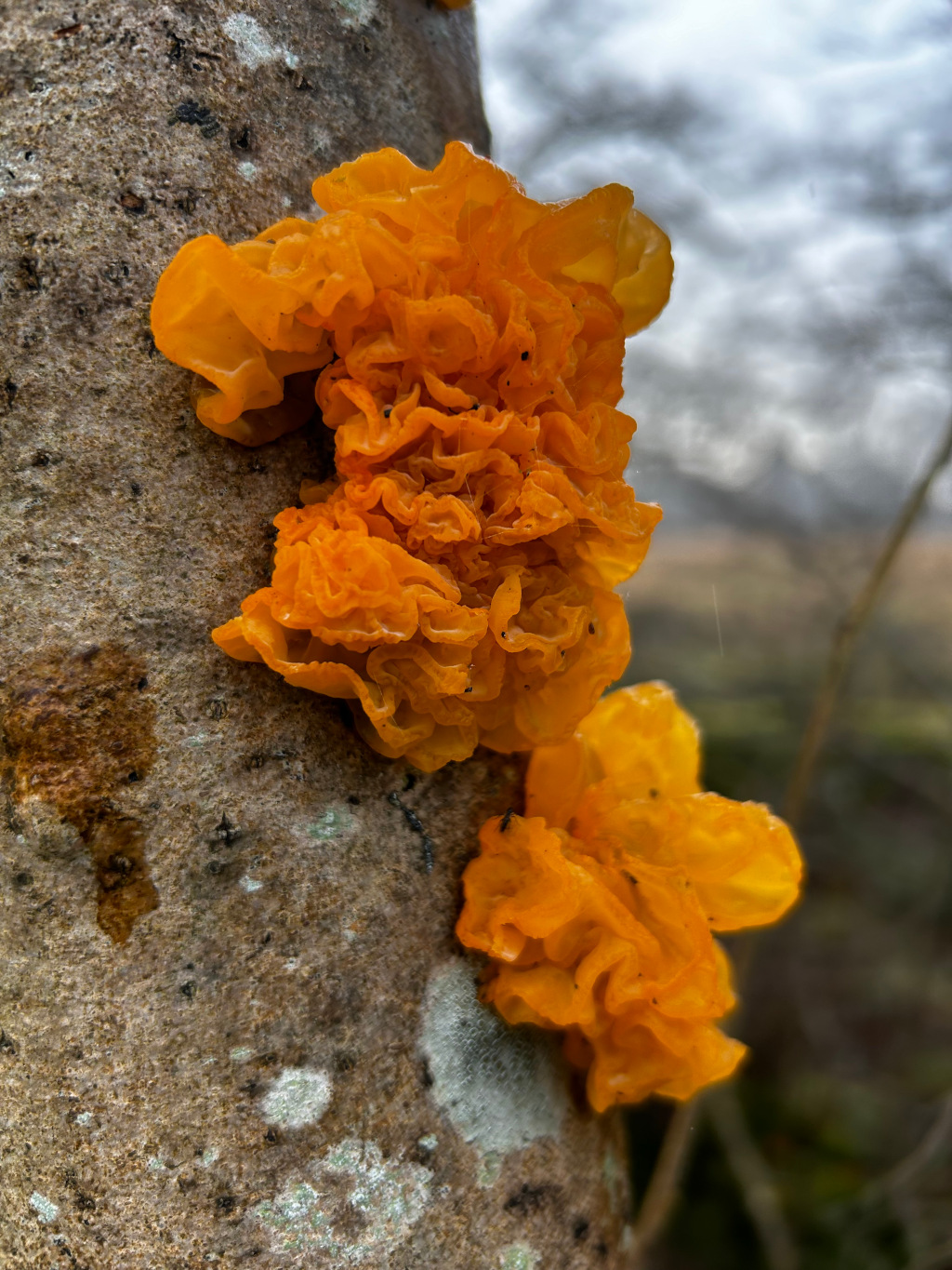 Close-up view of vibrant orange fungi, specifically Tremella mesenterica, commonly known as yellow brain fungus or witches' butter, growing on a tree trunk. The background is blurred, showing an overcast sky and a hint of a natural landscape. The focus is sharply on the bright orange, textured fungus against the muted colours of the tree bark and the sky.