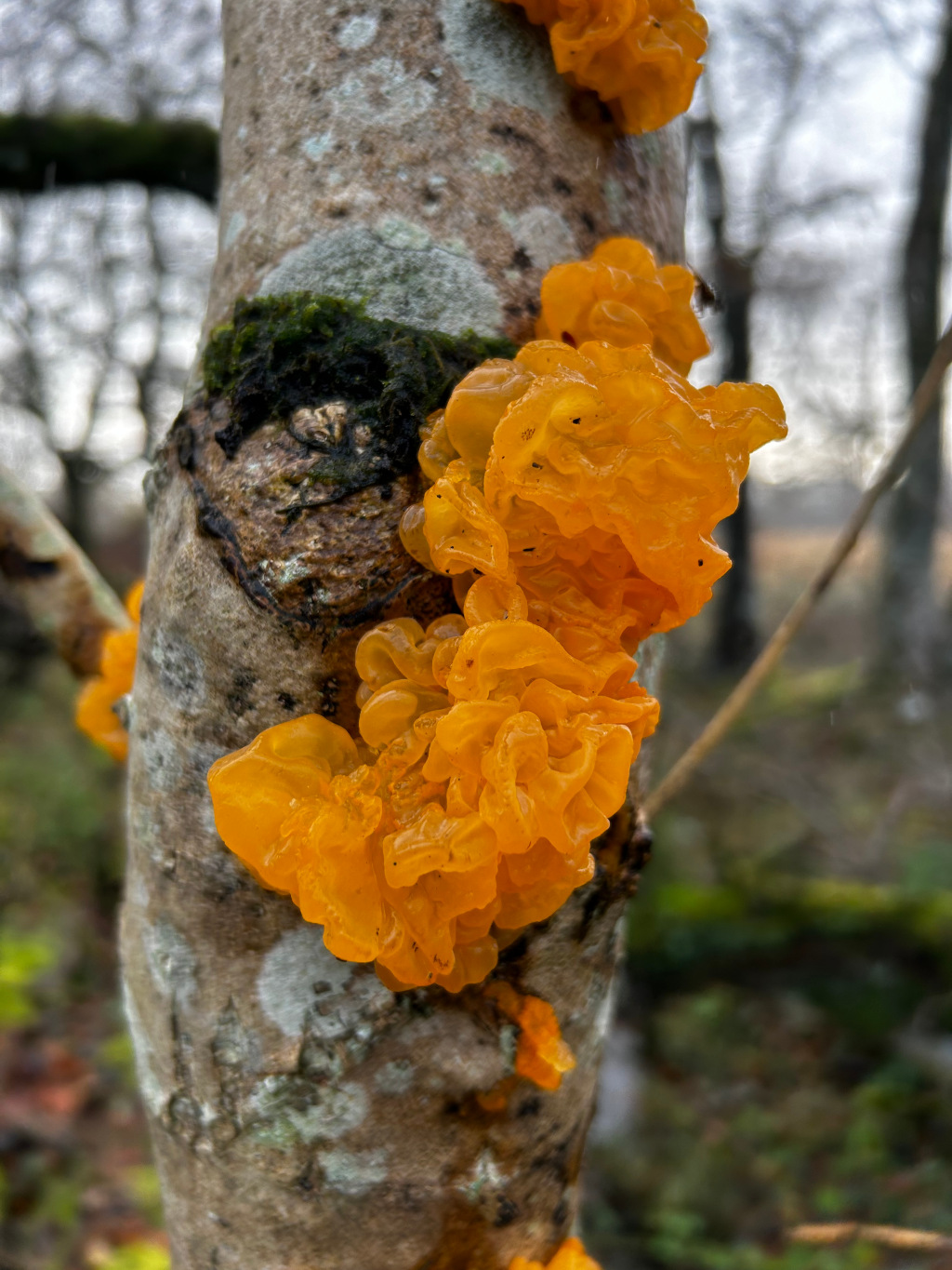 Close-up view of bright orange fungi growing on the trunk of a tree. The fungi are clustered together, creating a visually striking contrast against the grey and brown bark. The background is blurred, suggesting a natural, outdoor setting, likely a forest or wooded area. The overall impression is one of organic beauty and the fascinating details of nature.