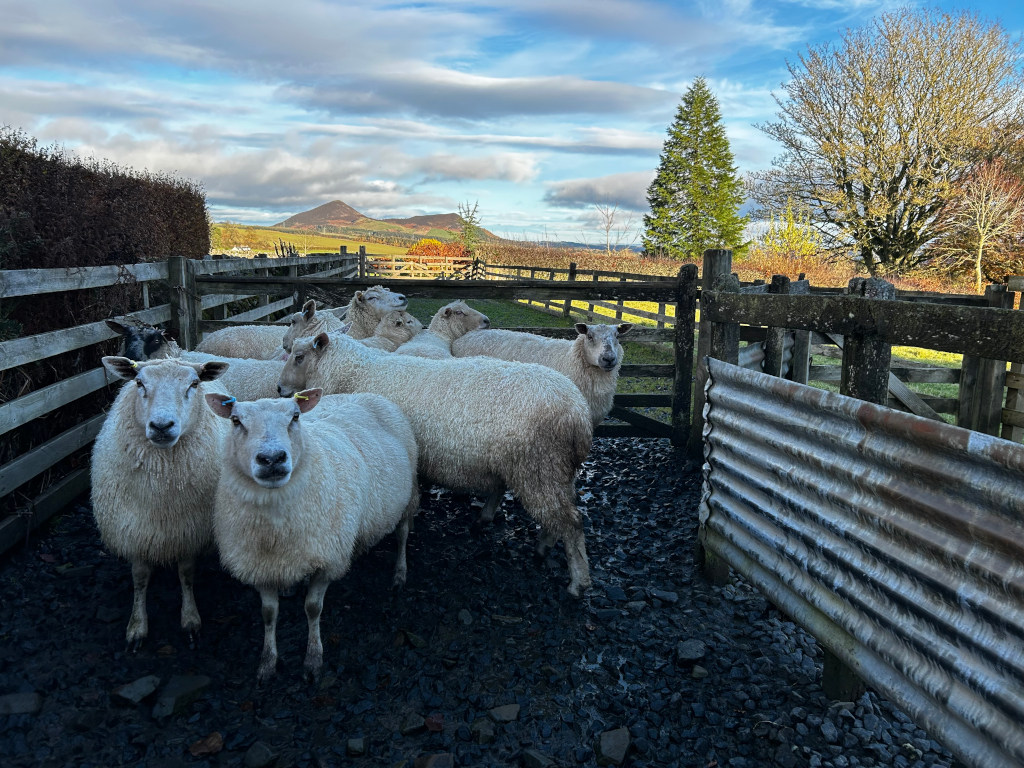 Flock of sheep gathered in a pen, with a mountain range visible in the background. The sheep, primarily white, are contained within a wooden fence and appear calm. The scene is rural, peaceful and suggests a farm setting. A corrugated metal sheet forms part of the pen's structure. The overall mood is serene.