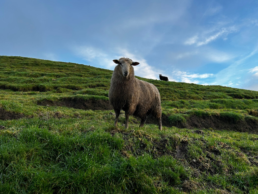 Light-grey sheep standing in the foreground on a grassy hillside, looking directly at the camera. A darker-coloured sheep is visible further up the hill in the background. The sky is a clear blue with some clouds. The overall scene is peaceful and pastoral.