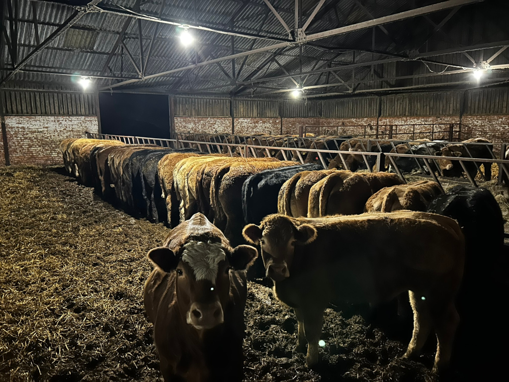 Long line of cattle inside a dimly lit barn. The animals are mostly brown and black, standing close together in rows. The barn itself is quite old, with exposed beams and brick walls, and is sparsely lit by several overhead lights. The floor is covered in straw or hay. The overall mood is one of quiet, rustic agricultural life.