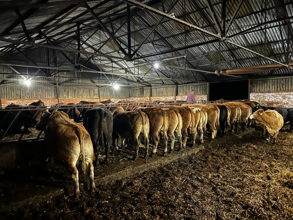 Dimly lit barn interior at night. A line of brown and reddish-brown cattle stand in feeding stalls, their backs to the camera. A human figure is visible in the background, near the barn's entrance. The overall scene depicts a typical agricultural setting in a cattle farm. 
