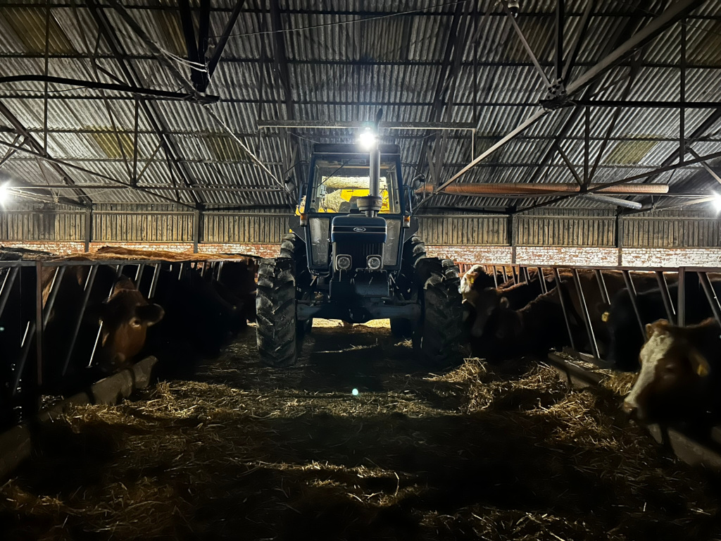 Dark, dimly lit barn interior. A tractor is positioned centrally, facing the viewer, with rows of cattle in individual stalls on either side. The barn's structure is visible, featuring a corrugated metal roof. The overall atmosphere is one of rustic farm life at night. The hay strewn on the barn floor adds to the rural and agricultural context.