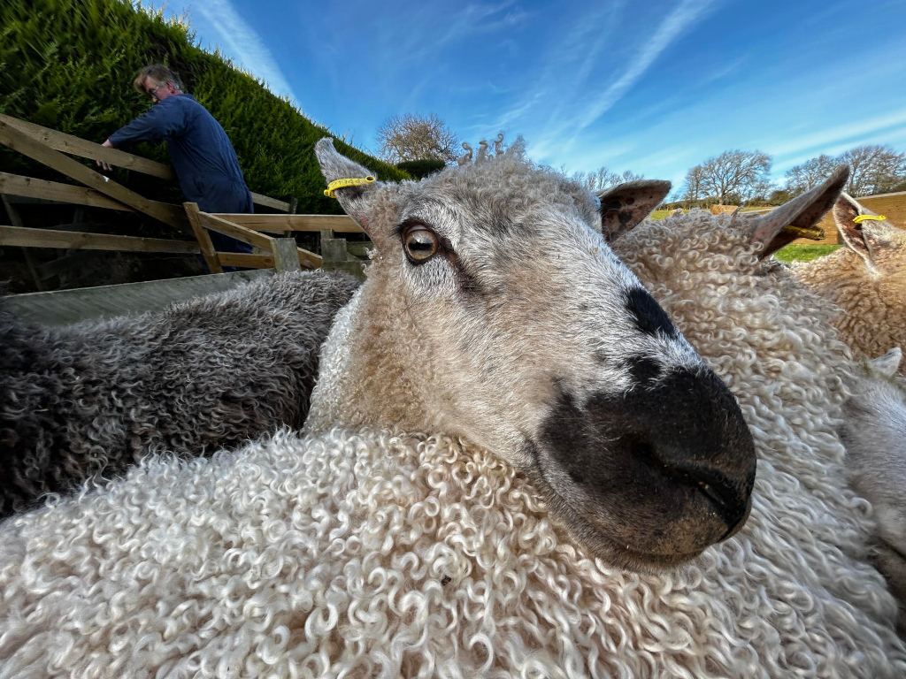 Close-up view of a sheep's face. The sheep is surrounded by other sheep with fluffy, curly wool of varying shades of grey and white. A human figure, a farmer possibly, is visible in the background, partially obscured by a wooden fence. The setting appears to be a farm or pasture on a sunny day, with a blue sky in the background. The overall impression is one of rural life and animal husbandry.
