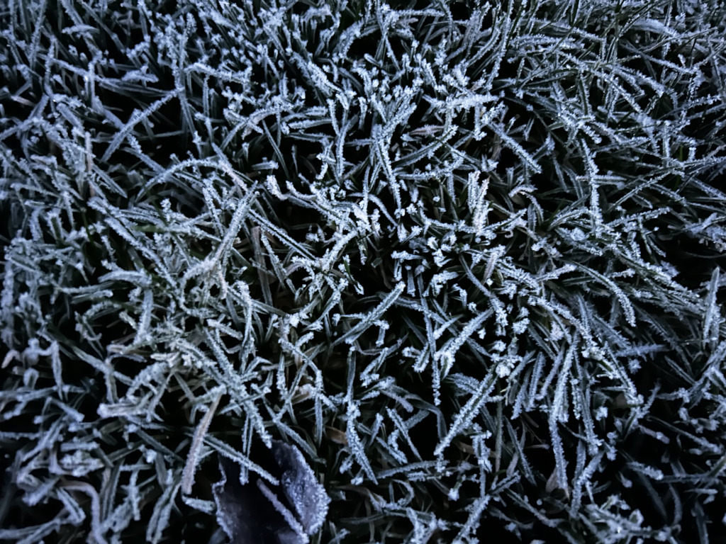 Close-up view of frost-covered grass. The blades of grass are heavily coated in a layer of white frost, creating a textured and visually interesting pattern. The overall colour palette is dark and cool, with the white frost contrasting sharply against the dark green of the grass.