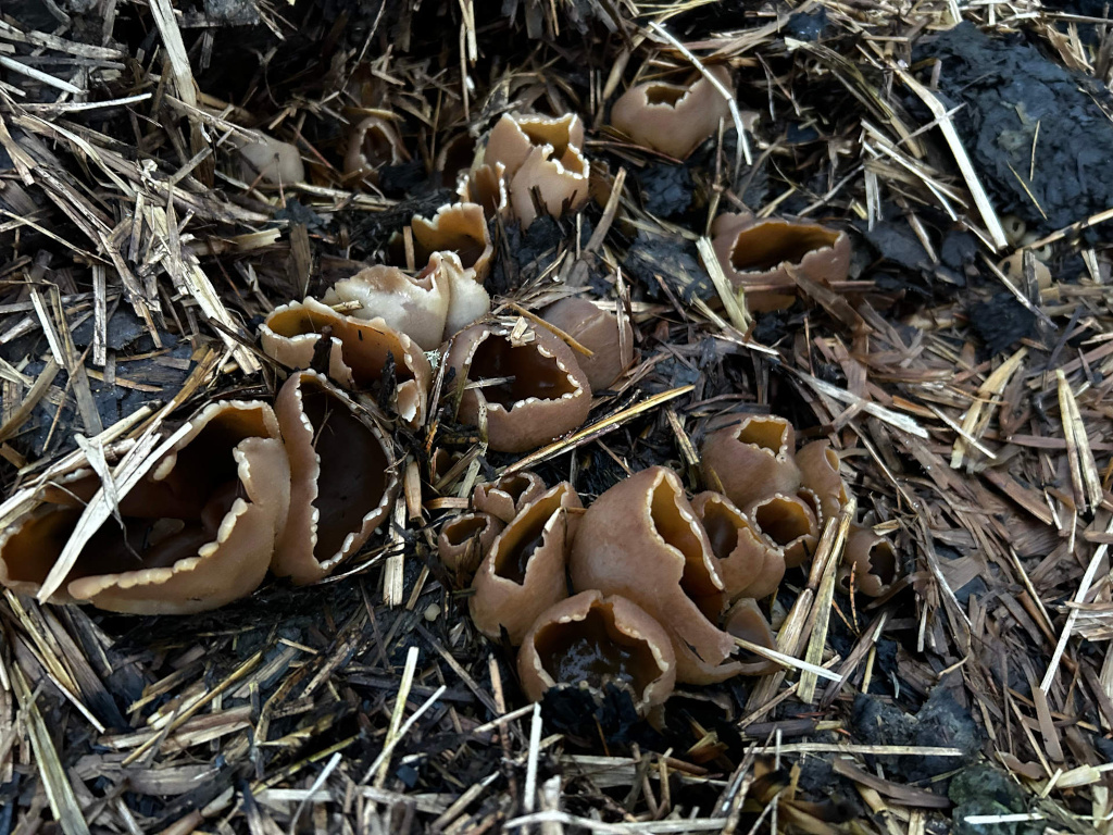 Cluster of brown, cup-shaped fungi nestled amongst decaying plant matter, likely straw or dried leaves. The fungi appear moist and somewhat fragile, with irregular edges to their cup shapes.