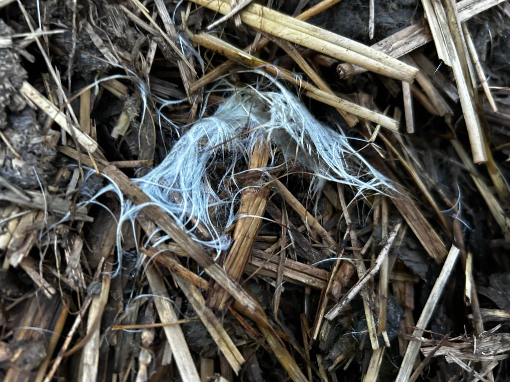 Close-up view of a clump of light-coloured, wispy fibres or hair resting on a bed of dark brown, dry, shredded plant material. The fibres are the focal point, contrasting sharply with the darker background. The background material appears to be composed of twigs, stalks, and possibly dried leaves. The overall impression is one of a natural, somewhat decaying, organic setting.