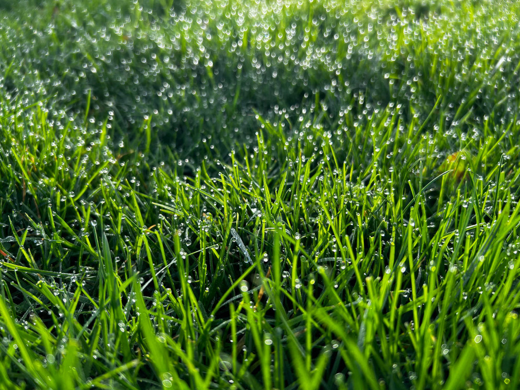 Close-up view of blades of grass covered in morning dew. The droplets of water on the grass catch the light, creating a sparkling effect. The overall tone of the image is bright and vibrant, with the green of the grass being particularly vivid. The focus is shallow, with the foreground blades of grass in sharp focus, and the background gradually blurring into a bokeh of out-of-focus light and colour.
