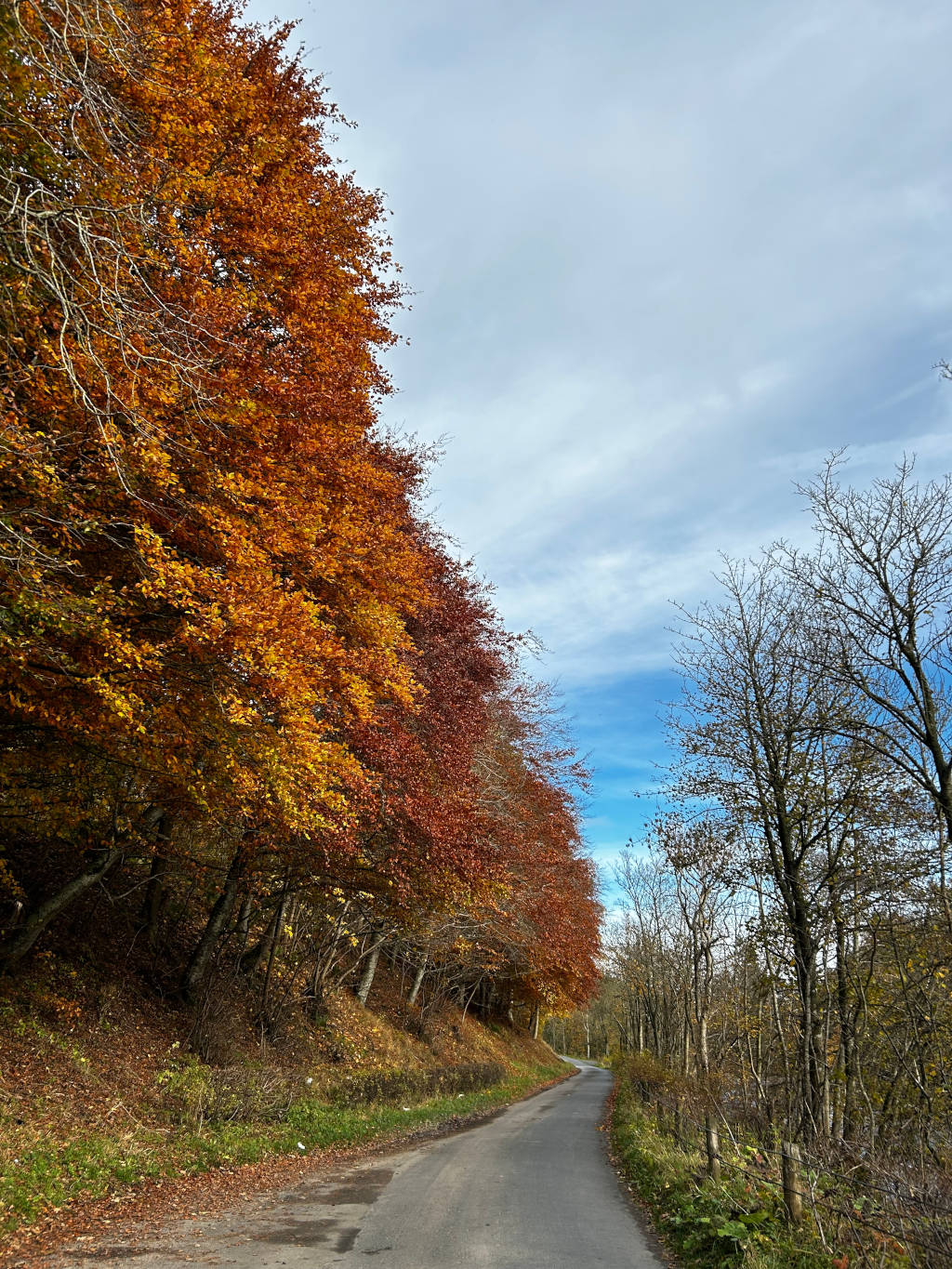Country road winding through a forest in autumn. The trees lining one side of the road are ablaze with vibrant shades of orange and red, while the trees on the other side are mostly bare, their branches silhouetted against a partly cloudy sky. The overall impression is one of serene autumnal beauty.