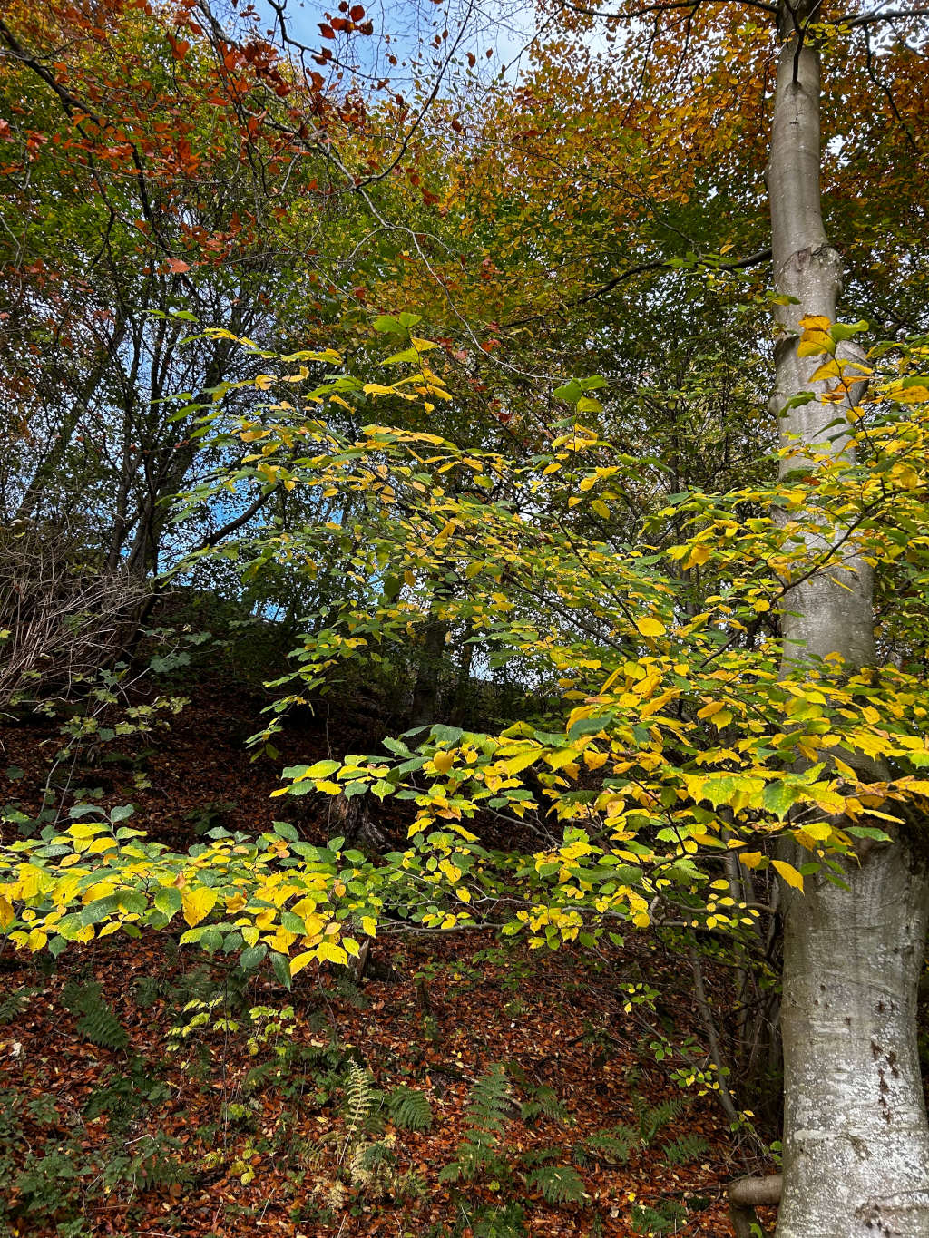 Woodland scene in autumn. The focus is on a low-hanging branch displaying vibrant yellow and green leaves, contrasting with the browns and reds of the fallen leaves on the forest floor and the warmer tones of the trees above. The scene is bathed in natural light, highlighting the colors of the autumn foliage. A large tree trunk is prominent on the right.