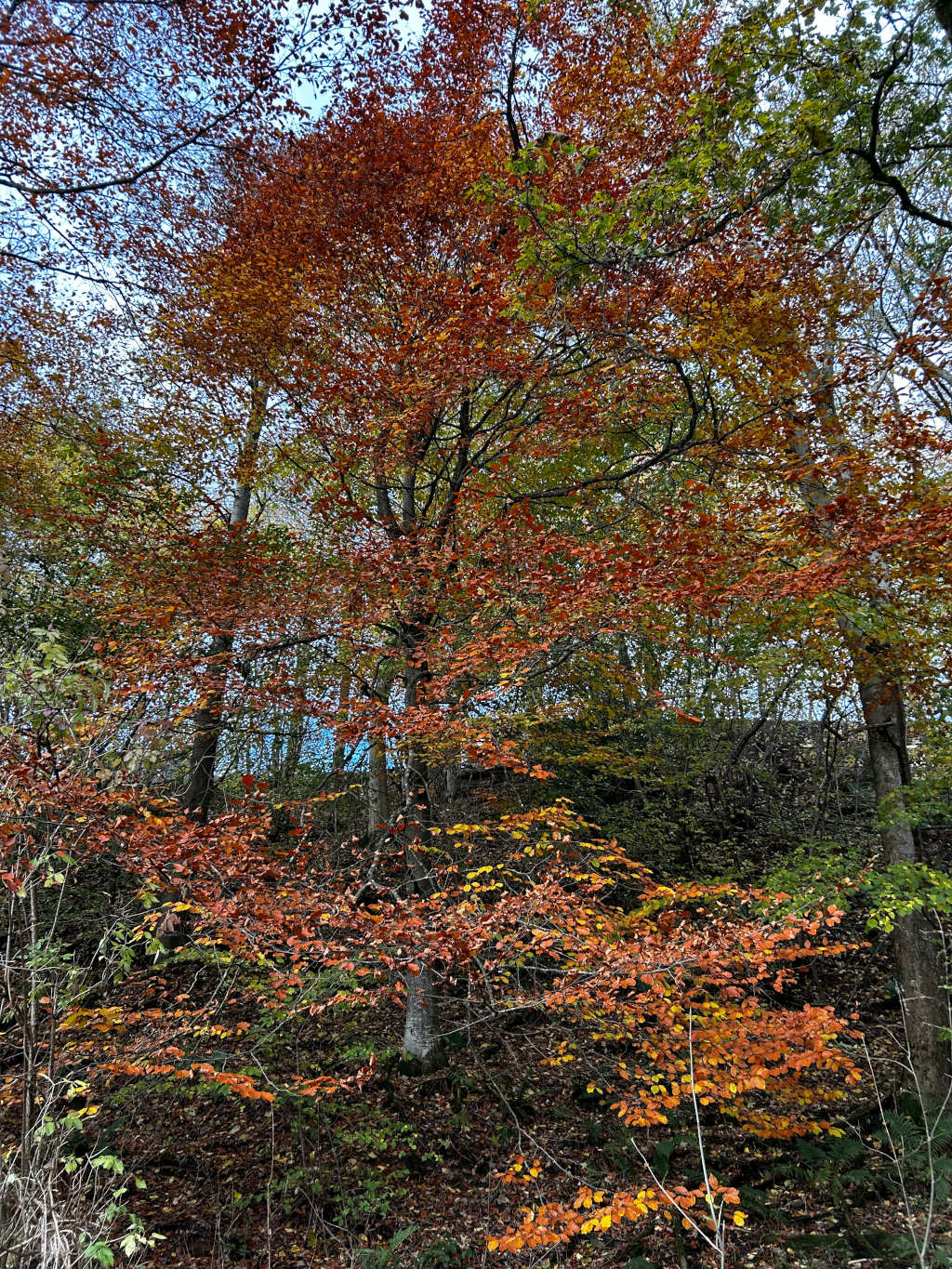 Dense forest scene, predominantly featuring trees in various stages of autumnal colour change. The most prominent trees display a vibrant mix of oranges and reds, contrasted by some areas of yellowish-green leaves, indicating the progression of fall foliage. The overall effect is a rich tapestry of warm autumnal colors set against a backdrop of darker greens and browns on the forest floor. The lighting suggests it’s likely daytime.