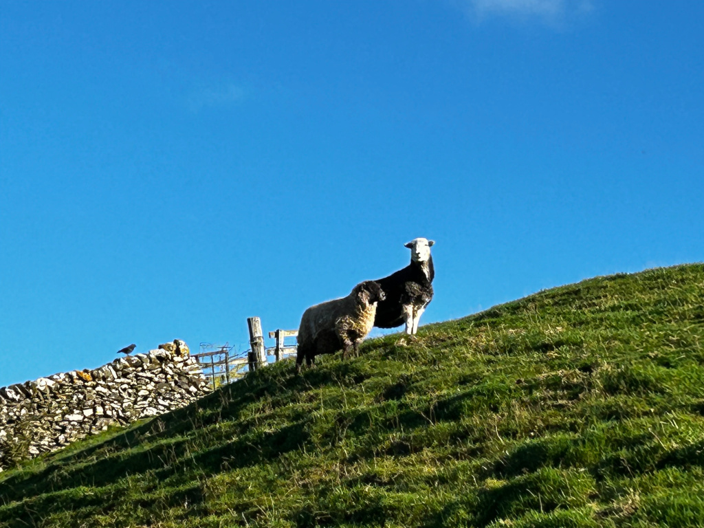 Two sheep standing on a grassy hillside against a clear blue sky. One sheep is predominantly black with white markings on its face, while the other is light-coloured. A low stone wall and a small wooden gate are visible in the lower left corner, along with a single bird perched on the wall.