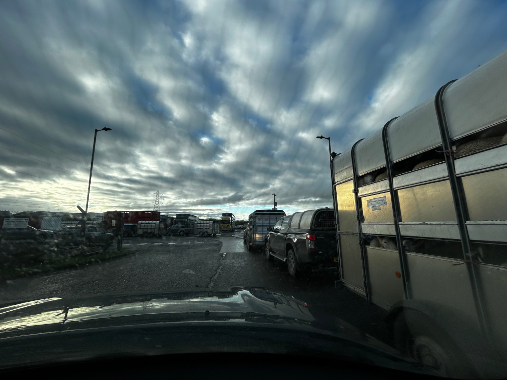 Line of vehicles stopped at what appears to be a livestock market or agricultural area. The sky is dramatically cloudy, with dark, swirling clouds dominating the upper portion of the image. The foreground is dominated by the hood of a car, from which the picture is taken, suggesting a first-person perspective. The focus is primarily on a large livestock trailer filled with sheep (partially visible), positioned to the right of the road. Other vehicles, including pickup trucks and cars, are visible ahead in the queue. The overall mood is slightly sombre due to the dark clouds and the implied wait.