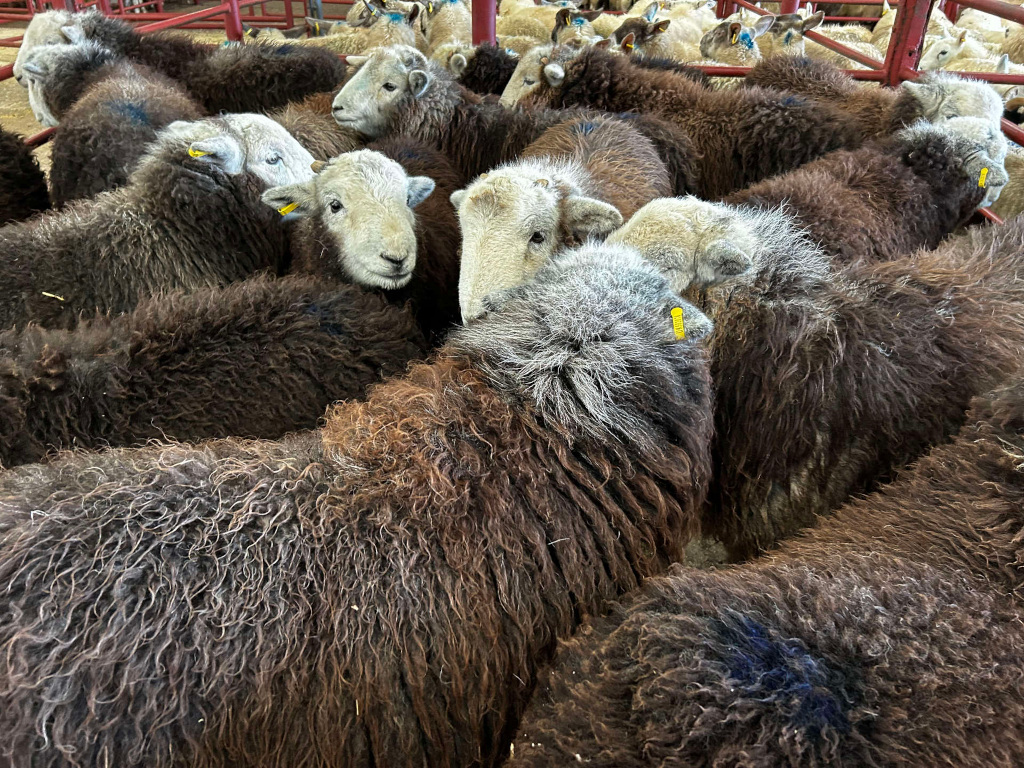 Tightly packed group of sheep, predominantly dark brown or black in colour, with some lighter shades mixed in. Their wool appears thick and somewhat unkempt. Many of the sheep have yellow ear tags. The sheep are confined within a red metal pen or enclosure. The overall impression is one of a crowded sheep pen at a farm or market.