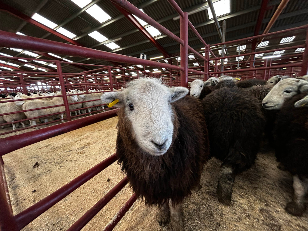 Sheep pen in what appears to be an auction house or livestock market. The foreground is dominated by a dark-brown sheep with a lighter face, that appears to be looking directly at the camera. Behind it are several other sheep, some dark brown and some light-coloured, all penned in and waiting. The setting is a large, well-lit indoor space with a metal pen structure.