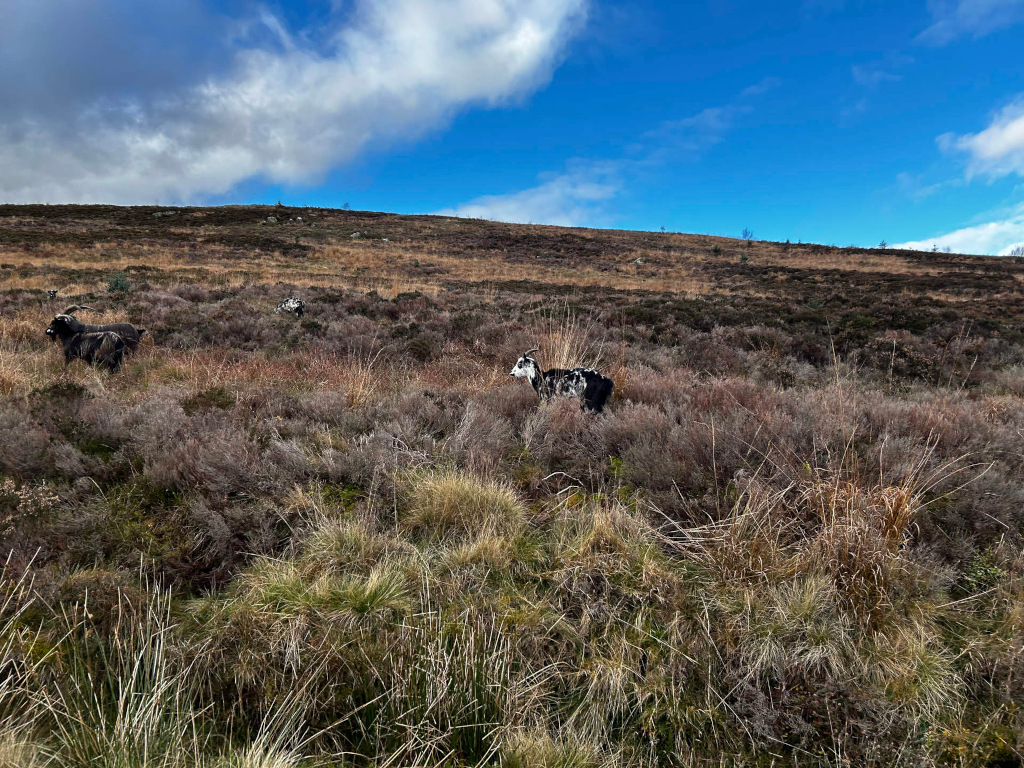 Gently sloping hillside covered in low-lying, scrubby vegetation, predominantly shades of brown and muted green. Three goats, appearing dark-coloured with some white markings, are visible grazing amidst the vegetation. The sky is a clear blue with some fluffy white clouds.
