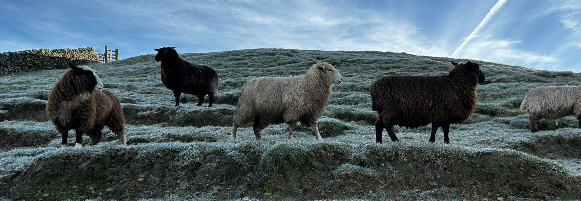 Five sheep standing on a frost-covered hillside. The sheep are of varying colours: dark brown, light grey, and black. A stone wall is visible in the background. The scene is peaceful and evokes a sense of rural tranquillity. The contrast between the dark sheep and the light frost creates visual interest.