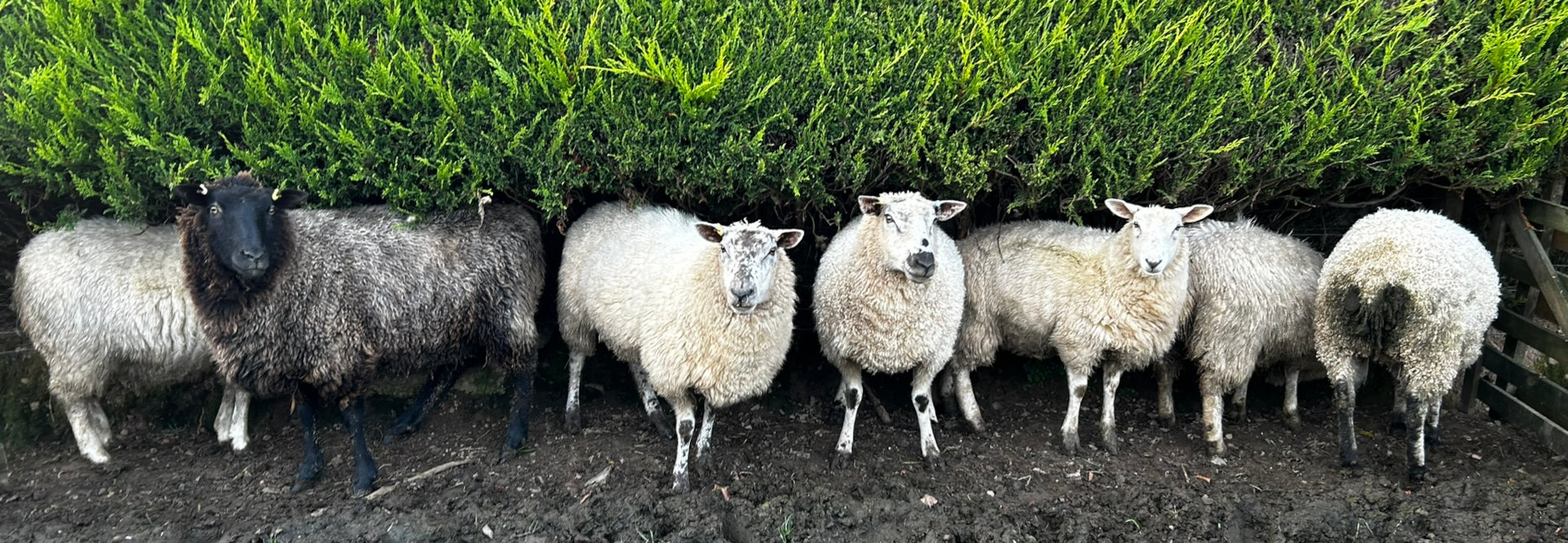 Six sheep standing side-by-side in front of a green hedge. One sheep is predominantly black, one is mostly white with some dark spots, and the remaining four are various shades of white. They appear to be in a field or pasture.