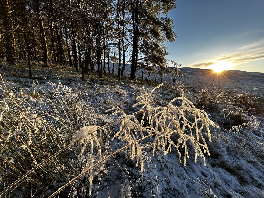 Picturesque winter scene at sunrise. The foreground features frost-covered grasses, prominently showcasing a single plant laden with sparkling ice crystals. The mid-ground shows a snow-dusted landscape, and the background is a line of pine trees silhouetted against a vibrant sunrise. The sun's rays create a starburst effect, adding to the scene's dramatic beauty. The overall mood is serene and peaceful.