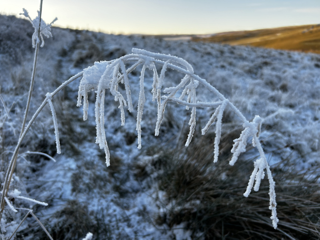 Close-up of a plant covered in frost. The frost hangs heavily from the stems and branches, creating a delicate, icy texture. The background is a blurred out, snow-covered landscape, suggesting a cold, wintry scene.