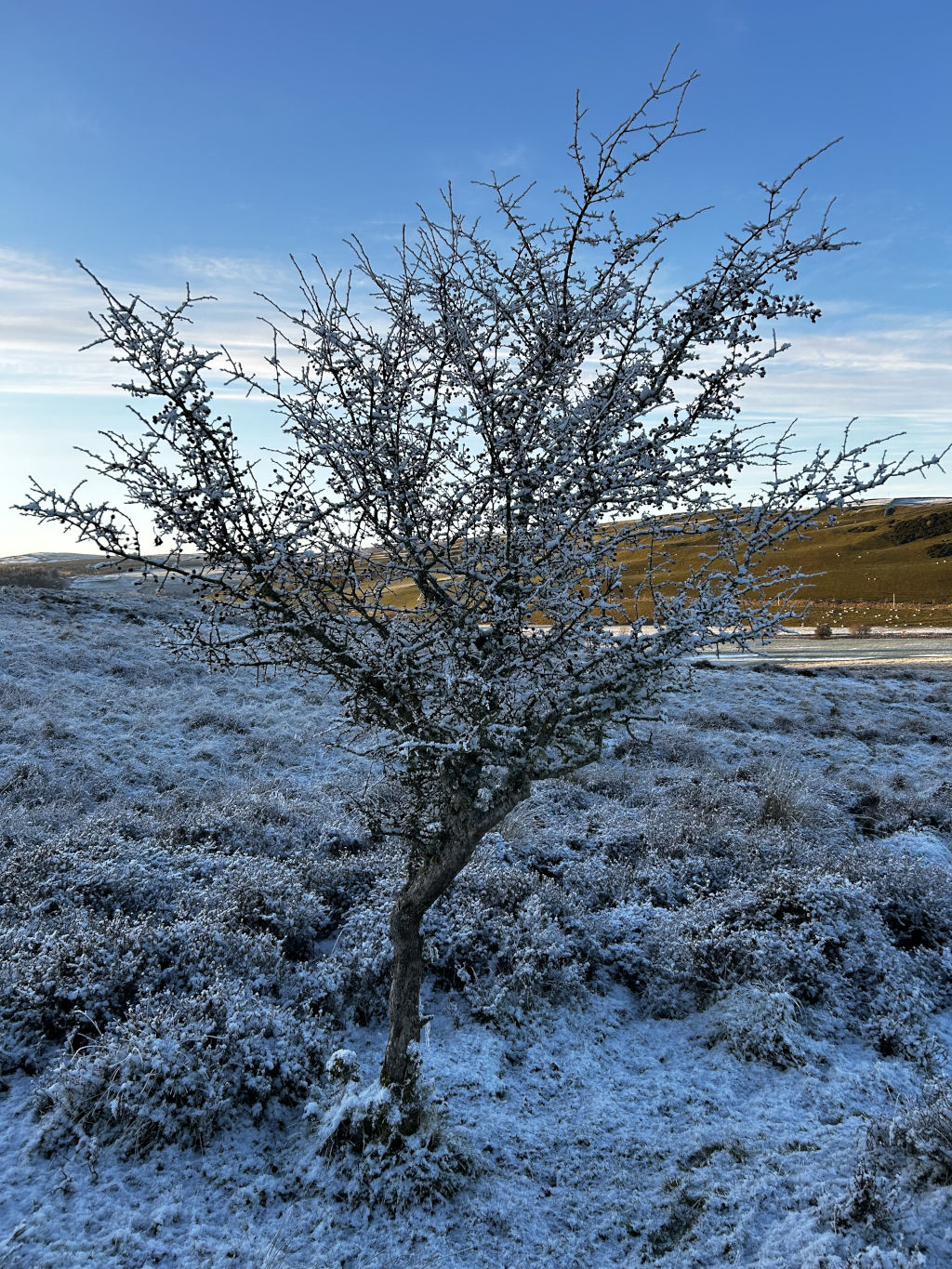 Snow-covered landscape, dominated by a single, small tree with thin branches laden with snow. The tree is situated in a field of low-lying, snow-dusted shrubs, extending to rolling hills in the background. The sky is a clear, bright blue.