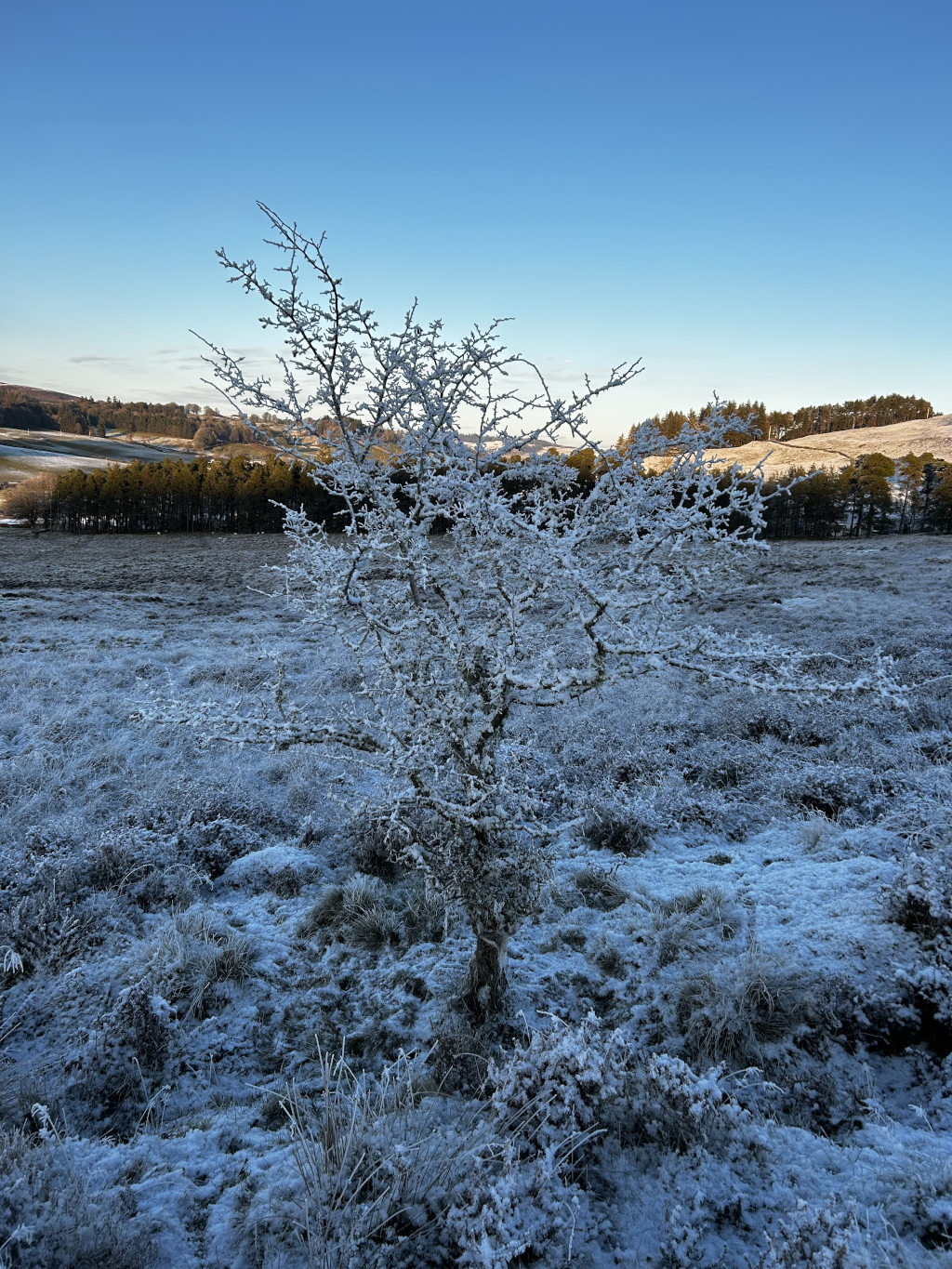 Frost-covered tree standing alone in a snow-covered field. The background features a line of dark green trees and rolling hills under a clear blue sky.