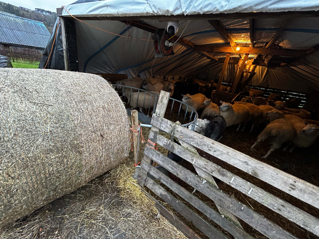 Flock of sheep sheltered inside a temporary structure, possibly a barn or shed, with a large round bale of hay nearby. The structure appears rustic and temporary, possibly made of tarpaulins and wood. A security camera is visible on the ceiling.
