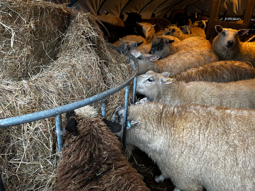 Flock of sheep gathered around a round hay feeder inside what appears to be a barn or covered shelter. The sheep are various shades of light brown and tan, with one darker brown sheep partially visible at the bottom. A large pile of hay is visible in the background, providing the sheep with their food. The overall setting suggests a typical farm animal enclosure focused on feeding.