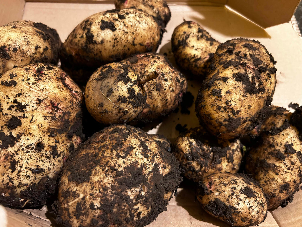 Cardboard box filled with freshly harvested potatoes. The potatoes are covered in soil, indicating they were recently dug from the ground. The overall impression is one of rustic simplicity, highlighting the natural, unprocessed nature of the food.
