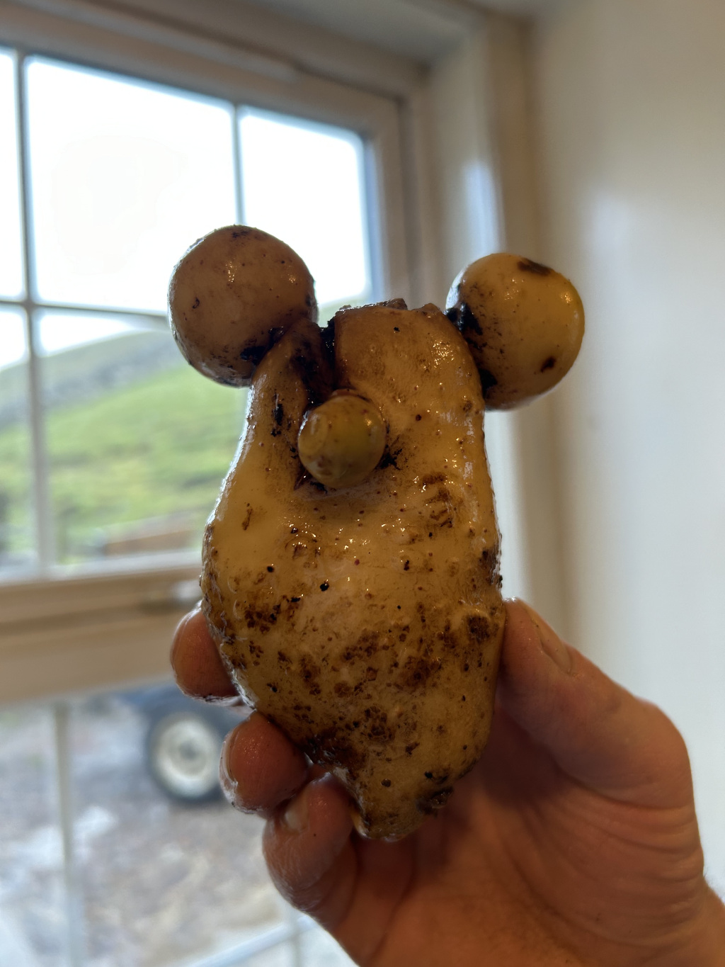 Leonie's hand holding a strangely shaped, dirty-looking root vegetable. The main body of the vegetable is somewhat pear-shaped, and it has two smaller bulbous growths on either side of the top that resemble ears. A smaller, round growth protrudes from the centre, resembling a nose. The overall appearance is somewhat comical, resembling a cartoonist face or perhaps a small animal. The vegetable is dirty and appears to have been recently pulled from the ground. The background is blurry, showing a window with a view of a landscape, suggesting an outdoor or rural setting.