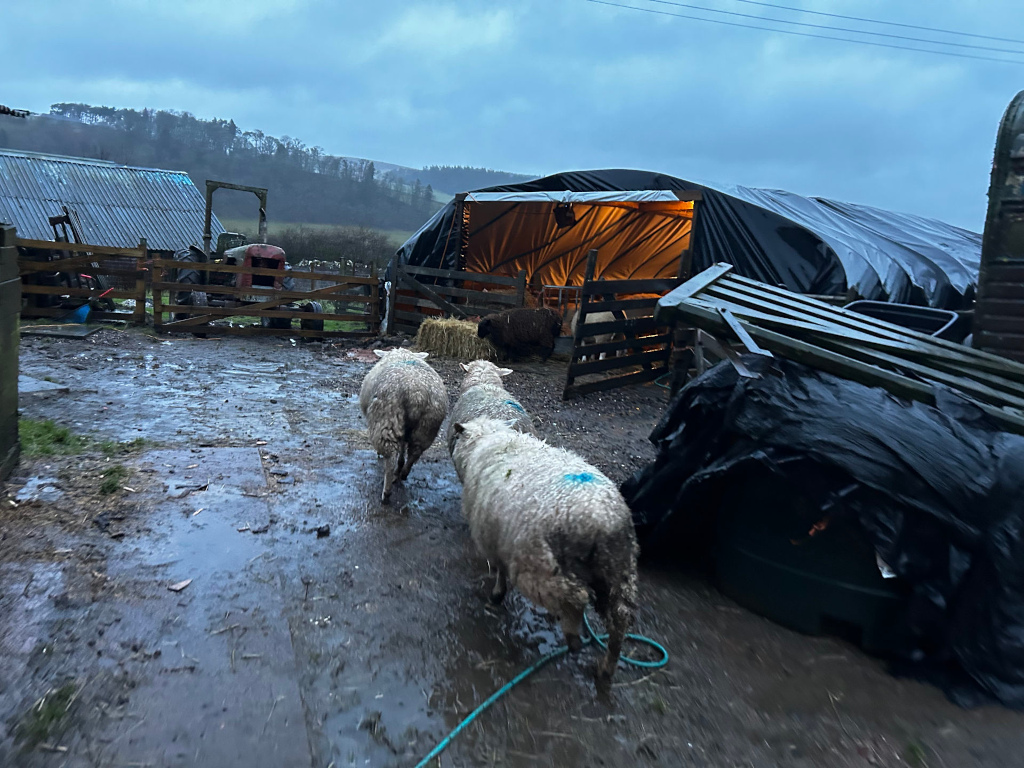 Three sheep walking towards a temporary shelter made of a large black tarp stretched over a wooden frame. The ground is muddy, and a rusty tractor and other farm equipment are visible in the background. The overall setting appears to be a farm, possibly during a gloomy or overcast day. The lighting in the shelter suggests an interior light source.