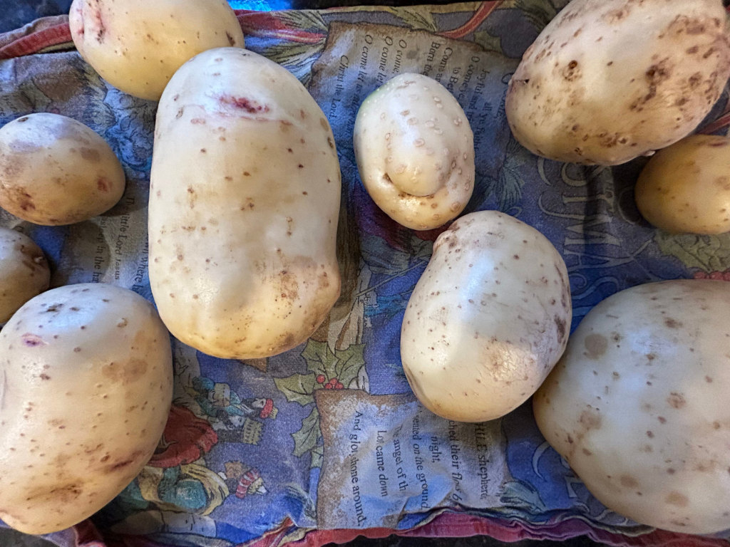 Collection of approximately ten potatoes resting on a colourful cloth. The cloth features a festive, Christmas-themed design with illustrations and text including lines from Christmas carols. The potatoes vary slightly in size and shape, and their skin is a pale beige with some brown spots and blemishes, indicating they may be freshly harvested or recently cleaned. The overall impression is one of rustic simplicity and homely abundance. The contrast between the plain, natural potatoes and the vibrant, celebratory design of the cloth creates a visually interesting juxtaposition.