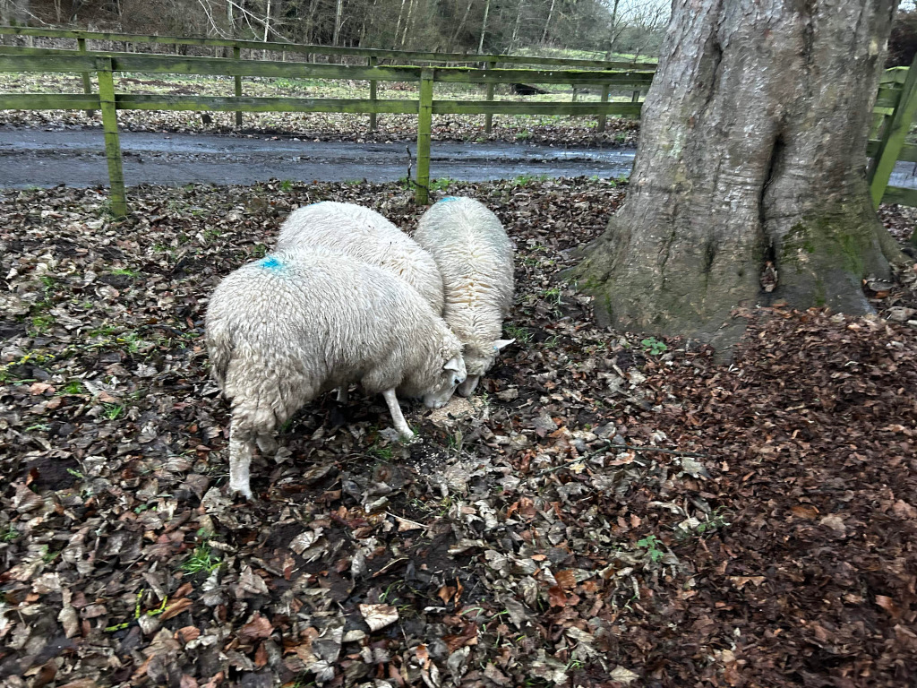 Three sheep huddled together, foraging for food at the base of a large tree. The ground is covered in fallen leaves. A wooden fence is visible in the background. One sheep has a small blue marking on its fleece.