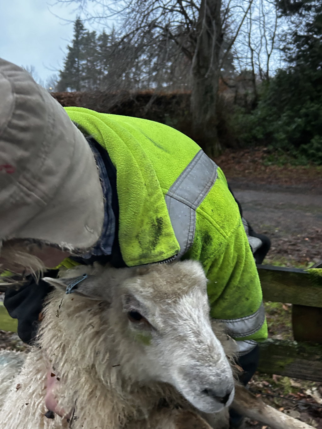 Charlie wearing a lime green high-visibility jacket, gently holding a sheep. The sheep appears calm, and Charlie seems to be comforting or caring for it. The setting appears to be outdoors, possibly a rural or farmland environment, with trees and a wooden fence visible in the background. The overall mood is one of quiet tenderness and care.