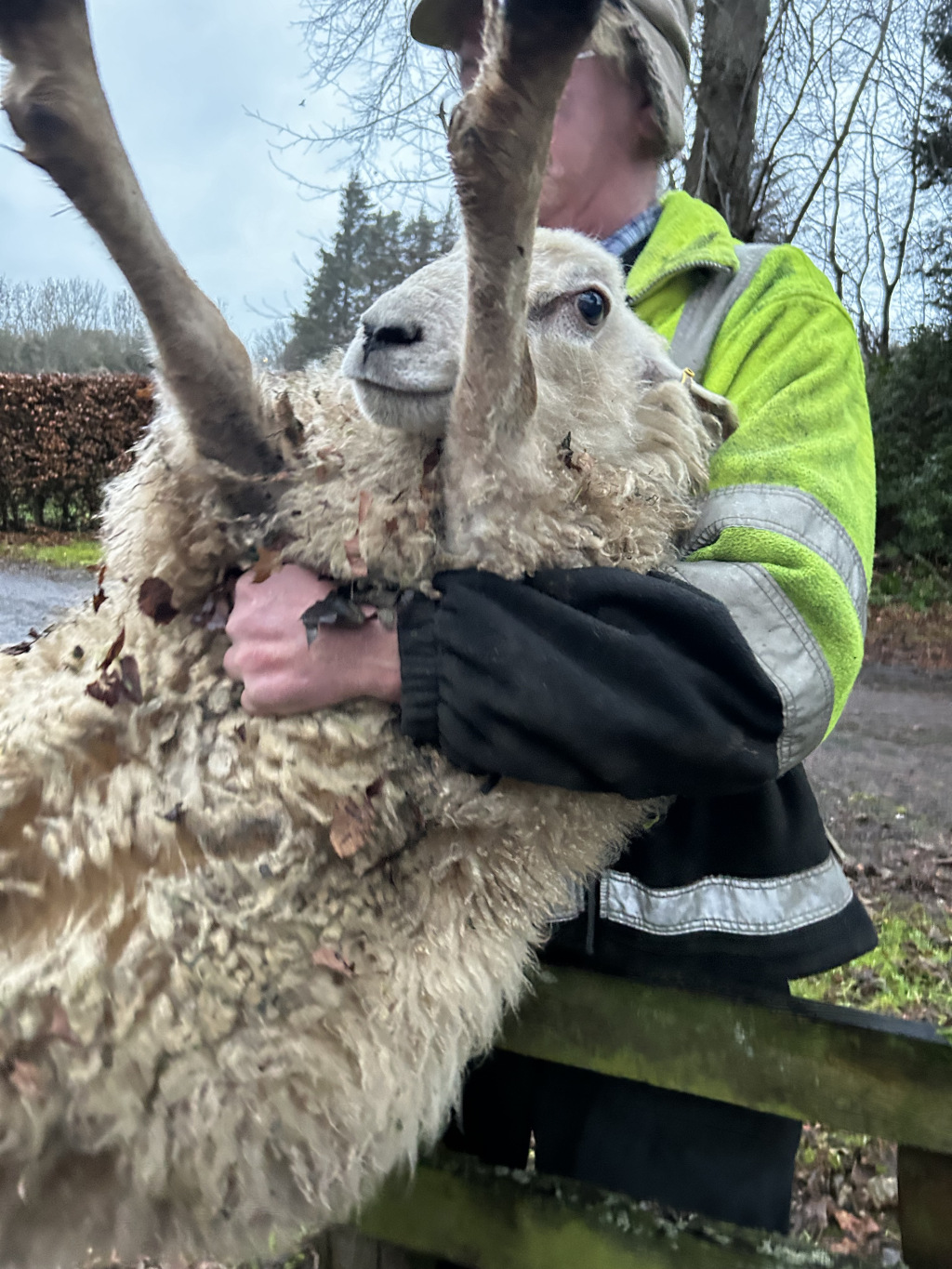 Charlie wearing a high-visibility jacket, gently holding a sheep. The sheep appears to be distressed, possibly injured or entangled, as evidenced by its posture and the presence of leaves and debris in its fleece. The setting appears to be rural, with trees and foliage in the background. The overall feel is one of care and possible rescue.