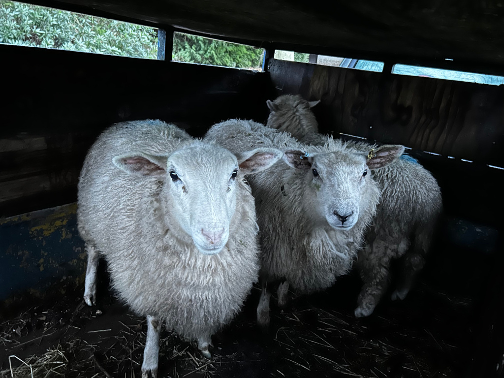 Three sheep inside a dark, enclosed space, possibly a trailer or transport vehicle. The sheep are light-coloured with thick, fluffy wool. Two of the sheep are positioned in the foreground prominently gazing at the camera, while a third sheep is partially visible in the background. The setting is dimly lit. The overall mood is one of confinement, yet the sheep appear calm and relatively undisturbed.