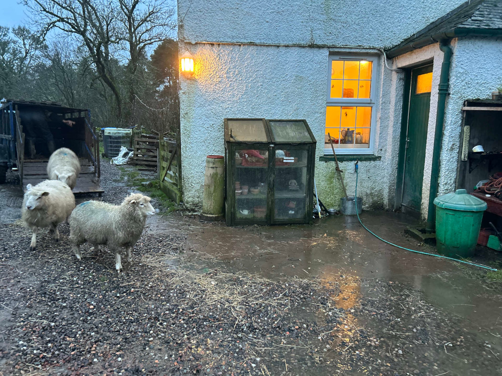 Three sheep standing in a wet gravel area outside a stone building. Charlie is partially visible inside a trailer behind the sheep, suggesting they have just been unloaded. The building has a lit window showing an interior, and various garden tools and equipment are visible.