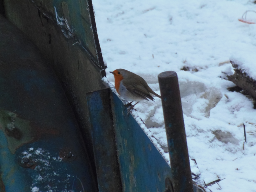 European Robin perched on a weathered, blue metal structure. The background is covered in snow. The bird is positioned slightly off-centre, creating a pleasing composition. The contrast between the bird's vibrant orange breast and the muted tones of the metal and snow is striking.